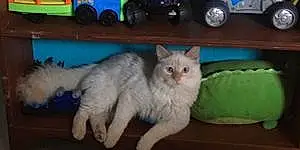 Name Turkish Angora Cat Fluffers