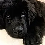 Dog, Black, Newfoundland, Dog breed, Puppy, Snout, Whiskers, Giant Dog Breed, Borador, Flat Coated Retriever, Furry friends