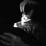 Hand, Cat, Flash Photography, Carnivore, Felidae, Gesture, Sleeve, Style, Finger, Small To Medium-sized Cats, Whiskers, Elbow, Black & White, Monochrome, Darkness, Human Leg, Domestic Short-haired Cat, Furry friends, Nail, Sitting