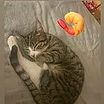 Cat, Felidae, Carnivore, Small To Medium-sized Cats, Whiskers, Art, Cat Supply, Tail, Cat Bed, Furry friends, Domestic Short-haired Cat, Paw, Illustration, Still Life Photography, Visual Arts, Serveware, Painting, Still Life, Terrestrial Animal, Calabaza