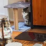 Cat, Carnivore, Wood, Felidae, Small To Medium-sized Cats, Drinkware, Whiskers, Hardwood, Cat Supply, Tail, Shelf, Room, Shelving, Domestic Short-haired Cat, Wood Stain, Pet Supply, Furry friends, Indoor Games And Sports, Home Accessories