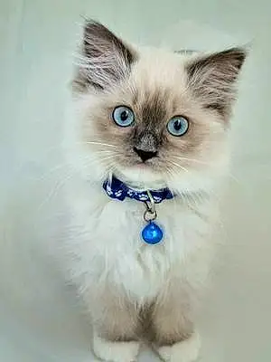 Name Cat Anastasia