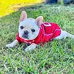 Dog, Dog breed, Carnivore, Dog Supply, Grass, Companion dog, Fawn, Dog Clothes, Toy Dog, Canidae, Grassland, Terrestrial Animal, Groundcover, Adventure, Puppy, Terrier, Non-sporting Group