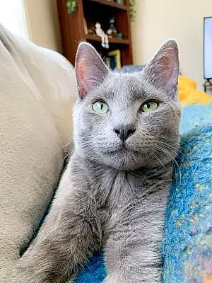 Name Russian Blue Cat Gerald