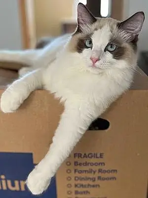 Ragdoll Cat Aspen