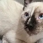 Cat, White, Carnivore, Felidae, Small To Medium-sized Cats, Balinese, Whiskers, Ear, Siamese, Fawn, Thai, Eyelash, Snout, Birman, Close-up, Furry friends, Paw, Domestic Short-haired Cat, Ragdoll, Claw