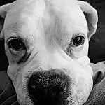 Nose, Head, Dog, Eyes, Dog breed, Carnivore, Jaw, Whiskers, Iris, Ear, Companion dog, Fawn, Snout, Working Animal, Wrinkle, Close-up, Canidae, Black & White, Comfort