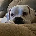 Head, Dog, Dog breed, Carnivore, Working Animal, Comfort, Fawn, Companion dog, Whiskers, Wrinkle, Snout, Collar, Window, Canidae, Pet Supply, Terrestrial Animal, Non-sporting Group, Molosser, Puppy love