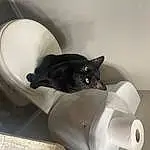 Cat, Carnivore, Felidae, Grey, Small To Medium-sized Cats, Whiskers, Comfort, Fender, Tail, Automotive Tire, Bombay, Metal, Automotive Exhaust, Domestic Short-haired Cat, Auto Part, Ceramic, Black cats, Cylinder, Paper Towel, Cat Supply