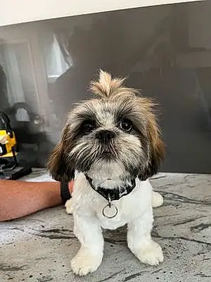 Name Lhasa Apso Dog Chewy