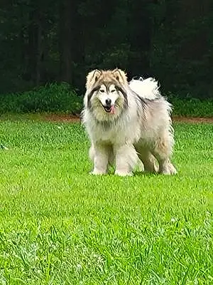 Alaskan Malamute Dog Koda