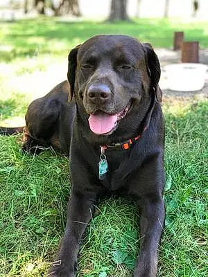 Name Labrador Retriever Dog Huey