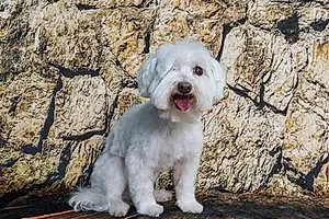 Name Maltese Dog Lee