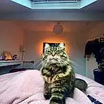 Cat, Blue, Carnivore, Interior Design, Small To Medium-sized Cats, Comfort, Whiskers, Felidae, Wood, Furry friends, Ceiling, Domestic Short-haired Cat, Terrestrial Animal, Building, Linens, Room, Houseplant, Bedding