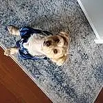 Dog, Dog breed, Carnivore, Wood, Dog Supply, Companion dog, Fawn, Hardwood, Snout, Pet Supply, Toy Dog, Working Animal, Comfort, Canidae, Laminate Flooring, Electric Blue, Furry friends