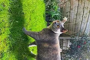 British Shorthair Cat Bonnie