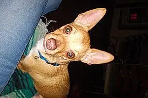 Name Chihuahua Dog Booger