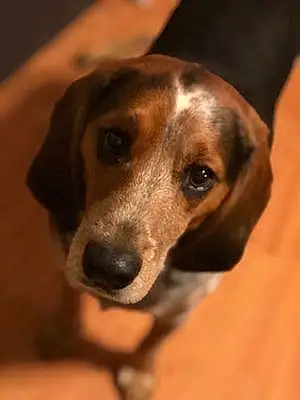Name Beagle Dog Hobbes