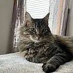 Window, Cat, Grey, Curtain, Carnivore, Felidae, Small To Medium-sized Cats, Whiskers, Tree, Comfort, Domestic Short-haired Cat, Tail, Maine Coon, Furry friends, Wood, Terrestrial Animal, Claw, Plant, Paw, Sitting