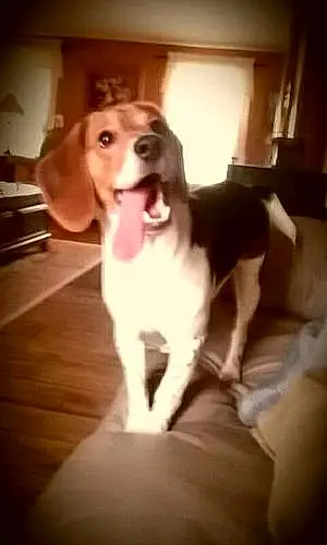 Name Beagle Dog Dixon