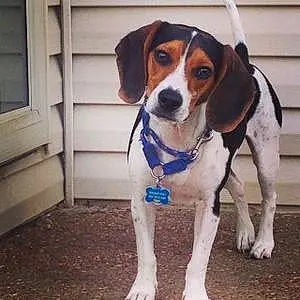 Name Beagle Dog Dyson
