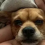 Dog, Carnivore, Dog breed, Working Animal, Ear, Comfort, Fawn, Companion dog, Whiskers, Toy Dog, Terrestrial Animal, Snout, Canidae, Nail, Furry friends, Puppy love, Corgi-chihuahua, Non-sporting Group, Paw