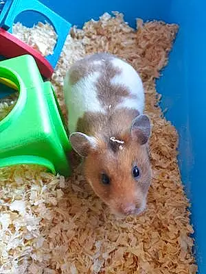 Name Hamster Eliza