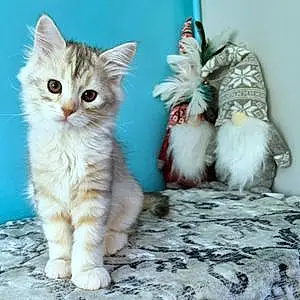Name Siberian Cat Jolene