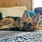 Dog, Carnivore, Dog breed, Felidae, Fawn, Comfort, Whiskers, Snout, Terrestrial Animal, Chair, Furry friends, Companion dog, German Shepherd Dog, Old German Shepherd Dog, Small To Medium-sized Cats, Nap, Canidae, East-european Shepherd