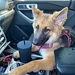 Hood, Vroom Vroom, Dog, Car, Carnivore, Steering Wheel, Fawn, Companion dog, Vehicle, Car Seat, Automotive Exterior, Dog breed, Car Seat Cover, Personal Luxury Car, Automotive Mirror, Auto Part, Snout, Vehicle Door, Windshield, Whiskers