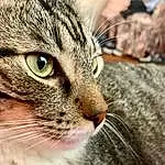 Cat, Whiskers, Small To Medium-sized Cats, Felidae, Tabby cat, European Shorthair, Domestic Short-haired Cat, Close-up, Snout, Carnivore, Nose, Eyes, Aegean cat, Dragon Li, Asian dog, American Shorthair, Australian Mist, Furry friends