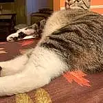 Cat, Small To Medium-sized Cats, Felidae, European Shorthair, Whiskers, Carnivore, Domestic Short-haired Cat, Tabby cat, Asian dog, Dragon Li, Pixie-bob, American Shorthair, Kitten, Tail, Furry friends, Aegean cat, Norwegian Forest Cat, Photo Caption, Paw