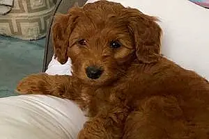 Goldendoodle Dog Ruby