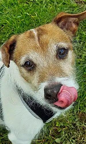Name Jack Russell Dog Bill