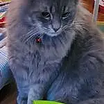 Cat, Green, Felidae, Carnivore, Small To Medium-sized Cats, Grey, Whiskers, Snout, British Longhair, Electric Blue, Maine Coon, Furry friends, Ragdoll, Tail, Terrestrial Animal