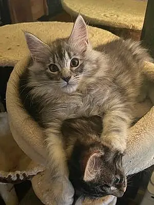 Name Maine Coon Cat Foxy