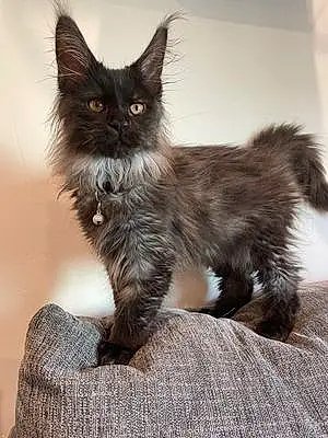 Name Maine Coon Cat Grimm