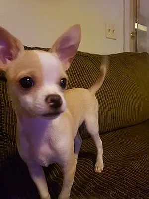 Name Chihuahua Dog Castiel