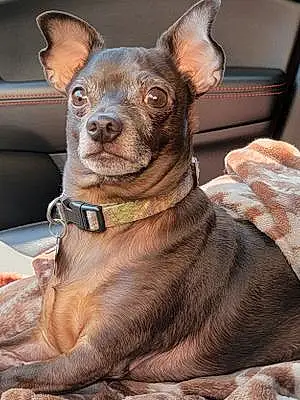 Name Chihuahua Dog Carter
