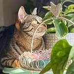 Cat, Plant, Felidae, Carnivore, Fawn, Whiskers, Small To Medium-sized Cats, Snout, Domestic Short-haired Cat, Twig, Tail, Furry friends, Grass, Terrestrial Animal, Tree