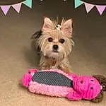 Dog, Pink, Dog breed, Dog Clothes, Yorkshire Terrier, Terrier, Snout, Puppy, Small Terrier, Companion dog, Morkie, Toy Dog, Cairn Terrier, Puppy love