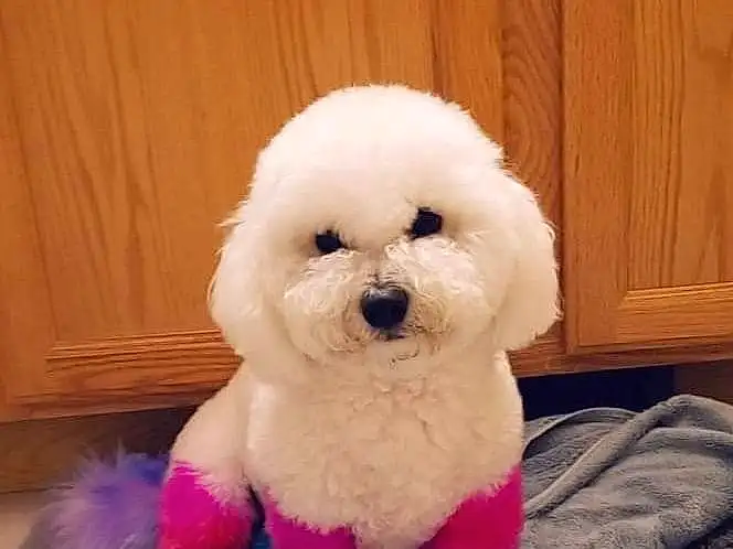 Dog, Purple, Toy, Carnivore, Dog breed, Pink, Companion dog, Toy Dog, Stuffed Toy, Dog Clothes, Plush, Magenta, Poodle, Wood, Furry friends, Canidae, Hardwood, Non-sporting Group, Maltepoo