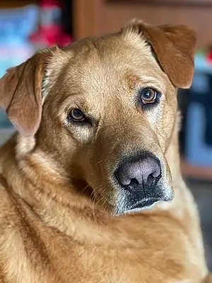 Labrador Retriever Dog Penny