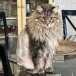 Cat, Felidae, Carnivore, Whiskers, Small To Medium-sized Cats, Grey, Snout, Furry friends, Terrestrial Animal, Maine Coon, British Longhair, Domestic Short-haired Cat, Tail, Metal, Art, Window
