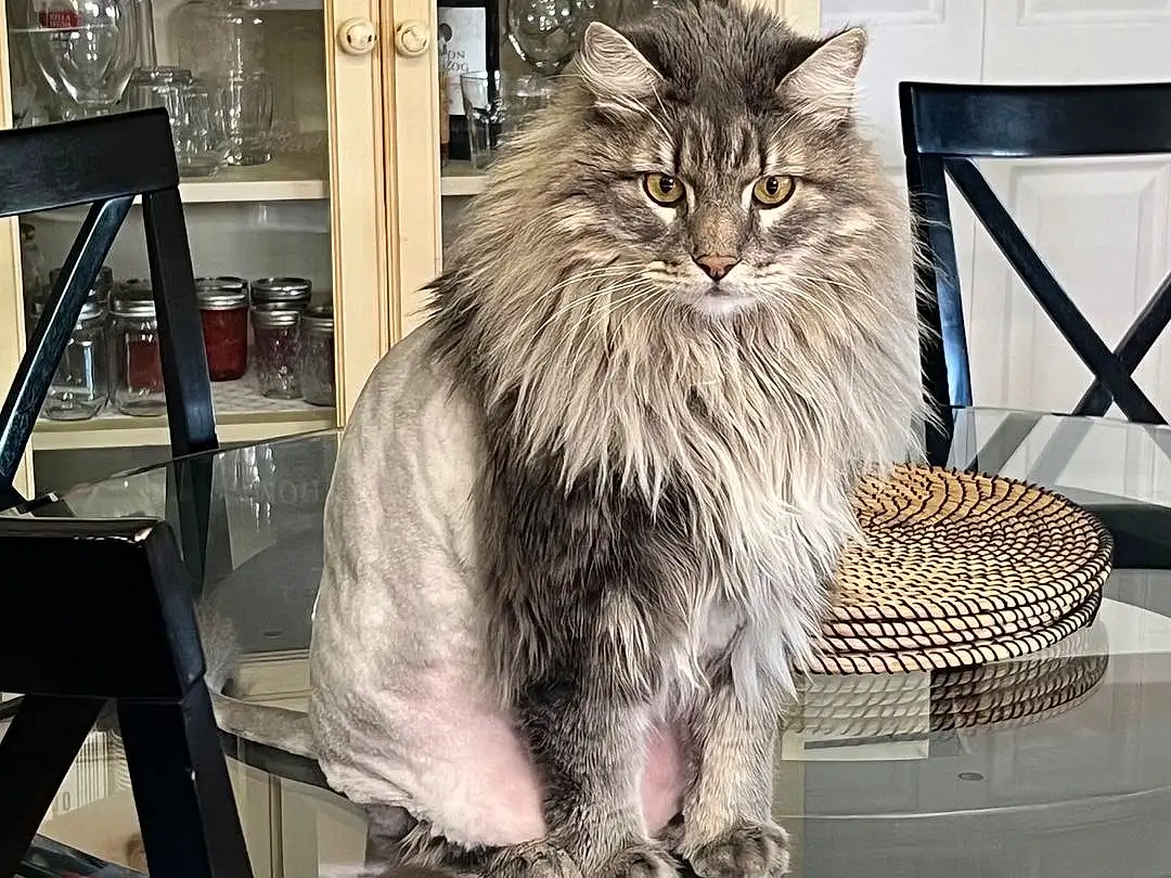 Cat, Felidae, Carnivore, Whiskers, Small To Medium-sized Cats, Grey, Snout, Furry friends, Terrestrial Animal, Maine Coon, British Longhair, Domestic Short-haired Cat, Tail, Metal, Art, Window