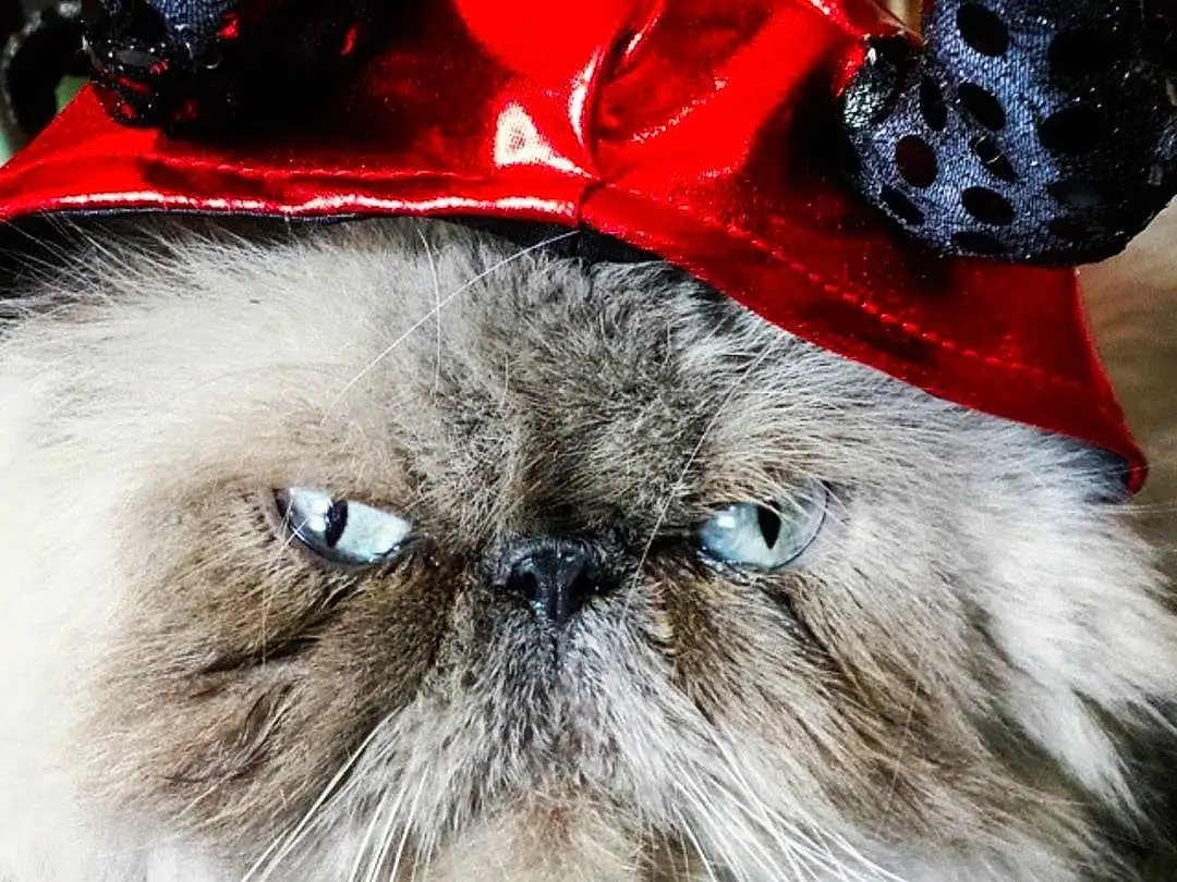 Cat, Photo Caption, Whiskers, Snout, Kitten, Font, Screenshot, Person, Joy, Headwear