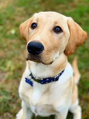 Name Labrador Retriever Dog Beckett