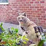 Cat, Felidae, Small To Medium-sized Cats, Whiskers, Leaf, Grass, Wild cat, Tree, European Shorthair, Carnivore, Plant, Domestic Short-haired Cat, Window, Brick, Yard, House, Tail, Aegean cat, Garden