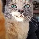 Cat, Whiskers, Small To Medium-sized Cats, Felidae, Carnivore, Snout, Eyes, Close-up, Domestic Short-haired Cat, Asian dog, Furry friends, Tabby cat, Ojos Azules, European Shorthair, Fawn, Kitten, Asian Semi-longhair, Aegean cat