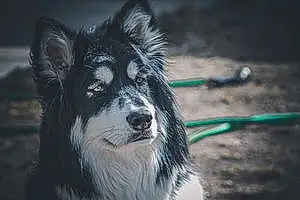 Alaskan Malamute Dog Delta